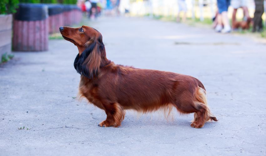10 Essential Tips for Disease Prevention in Anglo Français de Petite Vénerie Breed