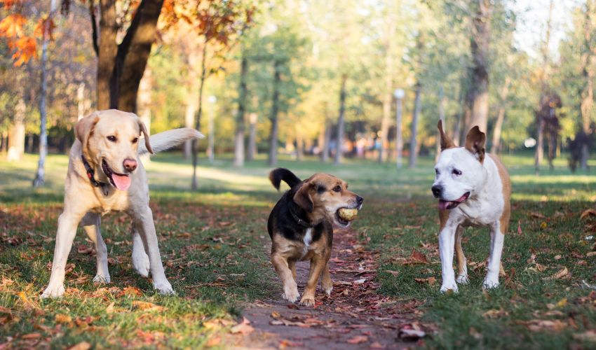 Spotting the Signs: Early Detection of Health Issues in Rare Dog Breeds